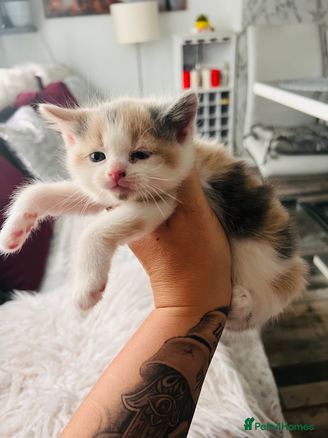 Mixed Breed cats for sale: Calico British Kittens – Home Raised – £350 Each - Advert 8