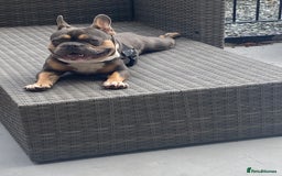 French Bulldog dogs for stud: Blue/Tan/White Frenchie Stud - KC & Fluffy Carrier in Edinburgh - Image 12