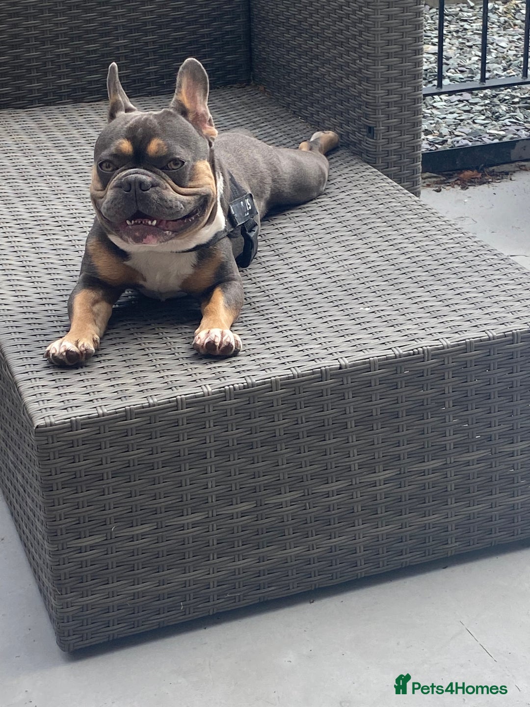 French Bulldog dogs for stud: Blue/Tan/White Frenchie Stud - KC & Fluffy Carrier in Edinburgh - Image 12