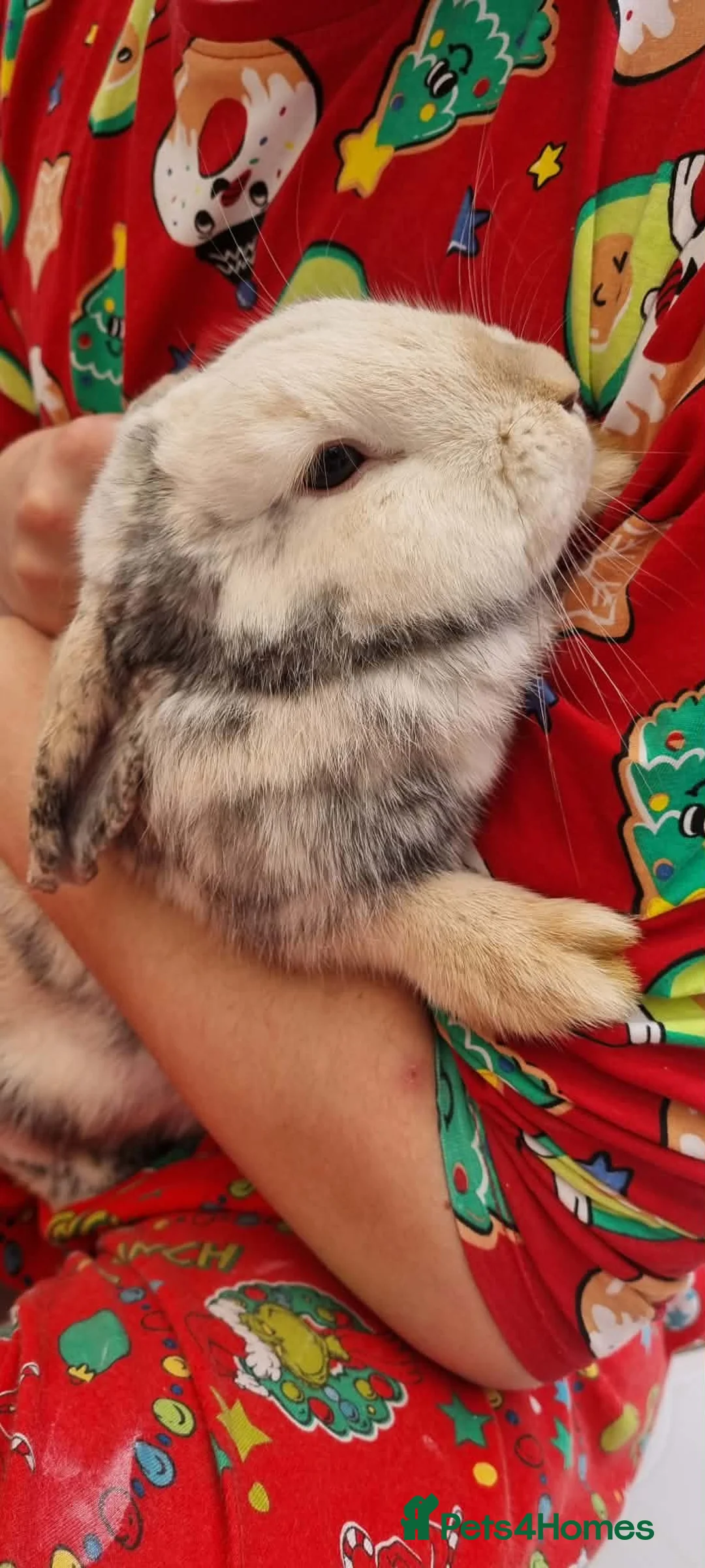 Harlequin rabbits for sale: Female rabbit looking for loving home - Advert 3