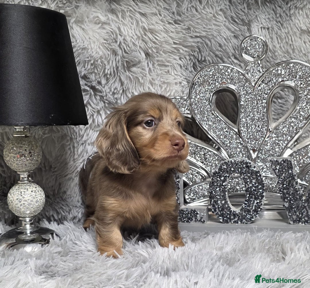 Miniature Dachshund dogs for sale: Adorable KC long coat boys available  - Advert 27
