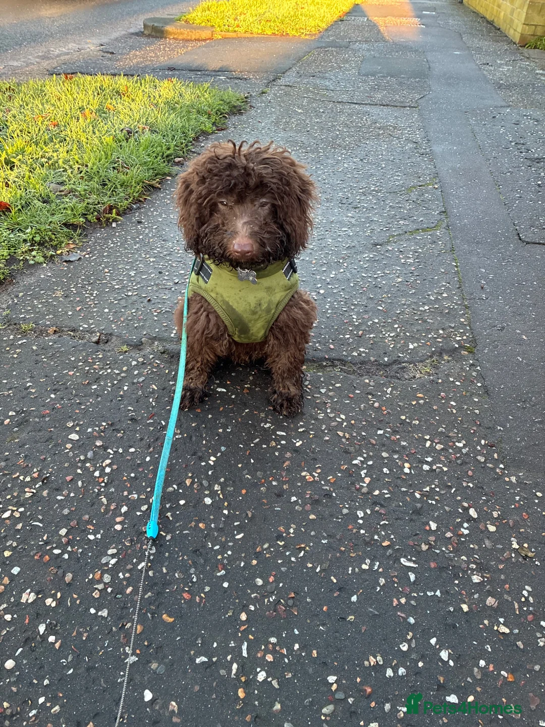 Miniature Poodle dogs for sale: Gorgeous Brown miniature poodle puppy 8 months old in Leigh-on-Sea - Advert 2
