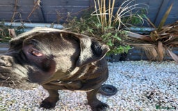 Cane Corso dogs for sale: 23 month Cane Corso - Image 5