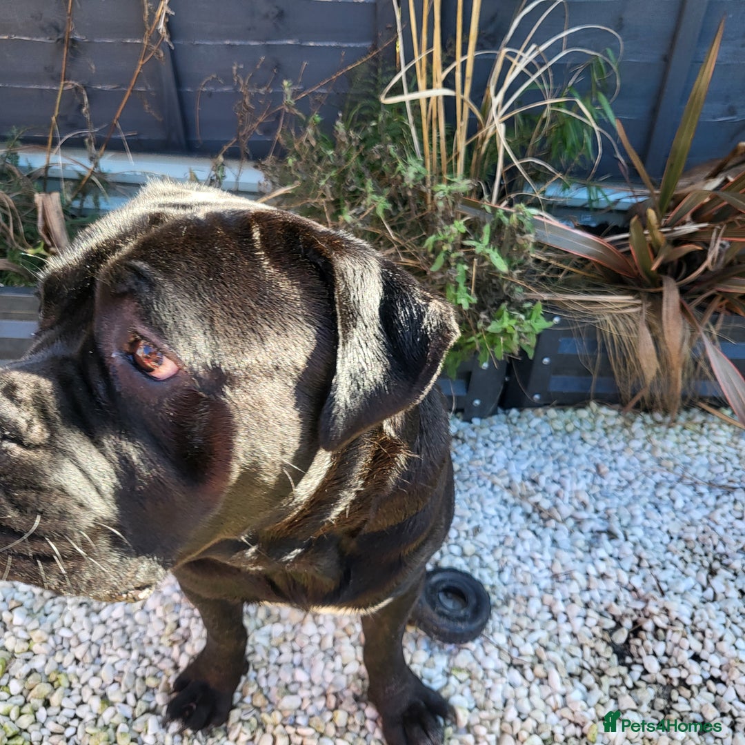 Cane Corso dogs for sale: 23 month Cane Corso - Image 5