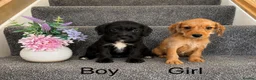 Doxiepoo dogs for sale: Doxiepoo Puppies Ready Now - Advert 1