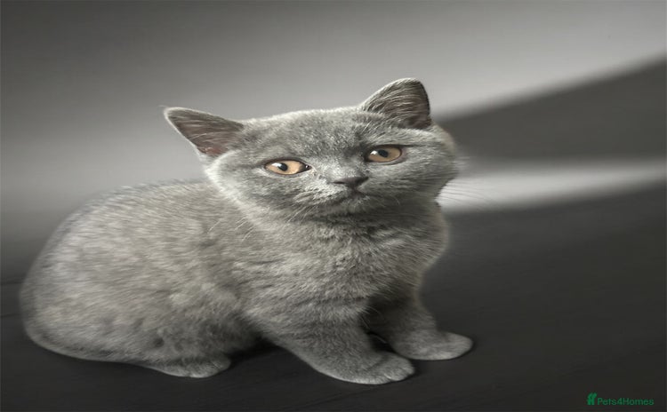 British Shorthair cats - Advert 1