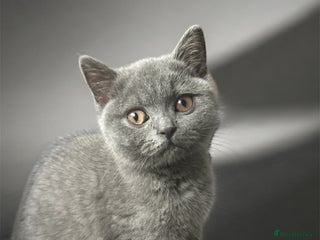 British Shorthair cats - Advert 12