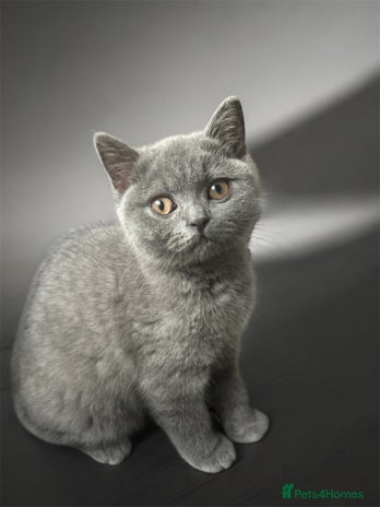 British Shorthair cats - Advert 2
