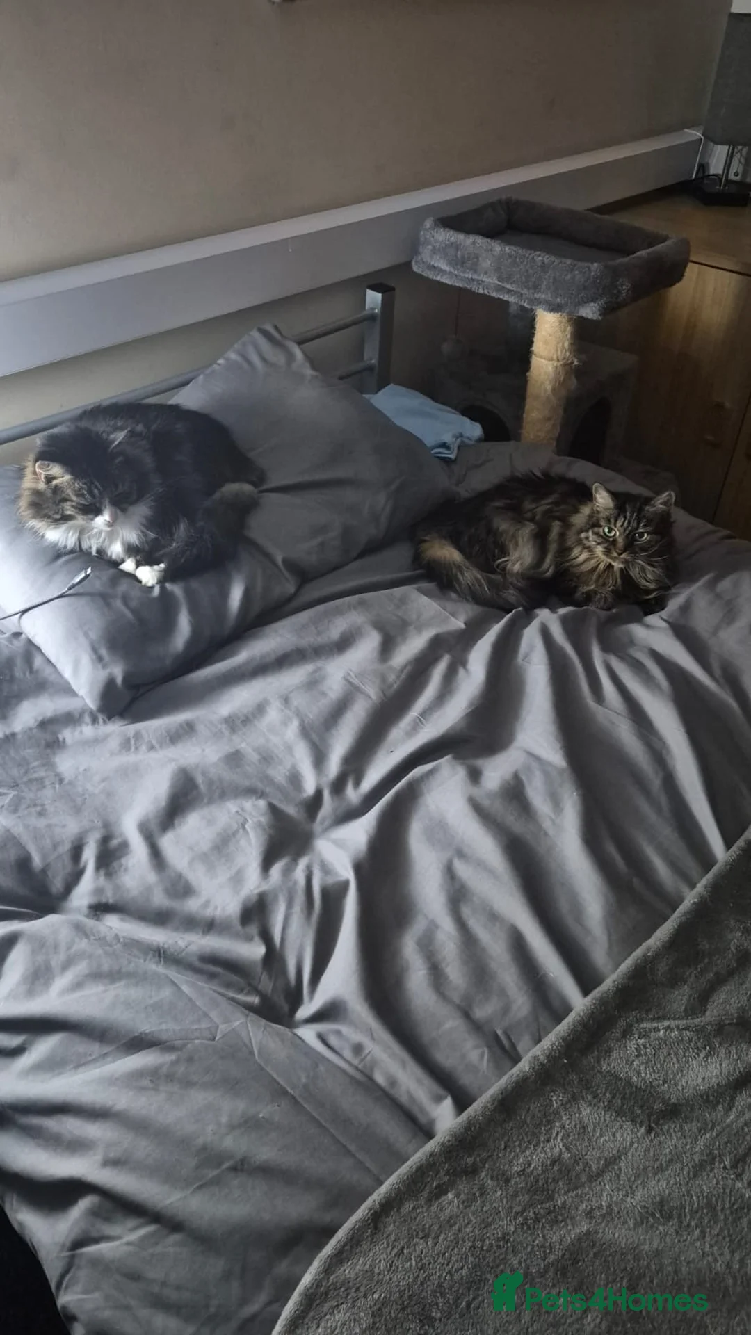 Mixed Breed cats for sale: 2 Tabby Ragdoll sisters in need of rehoming - Advert 2