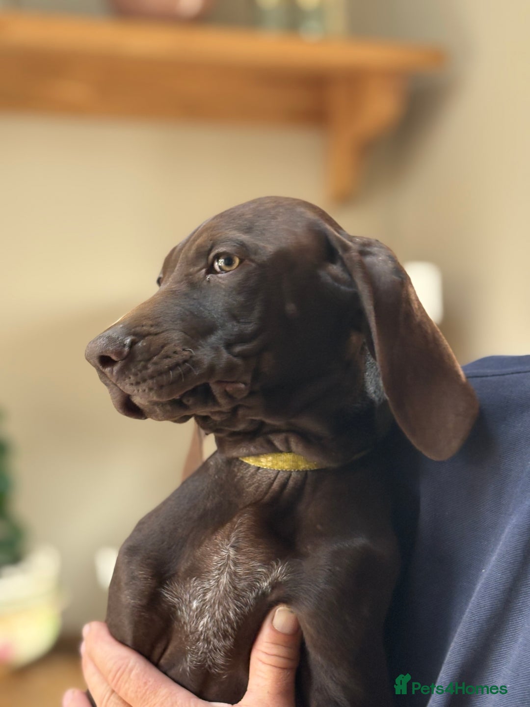 German Shorthaired Pointer dogs for sale: German shorthaired pointer x vizsla puppies - Image 2