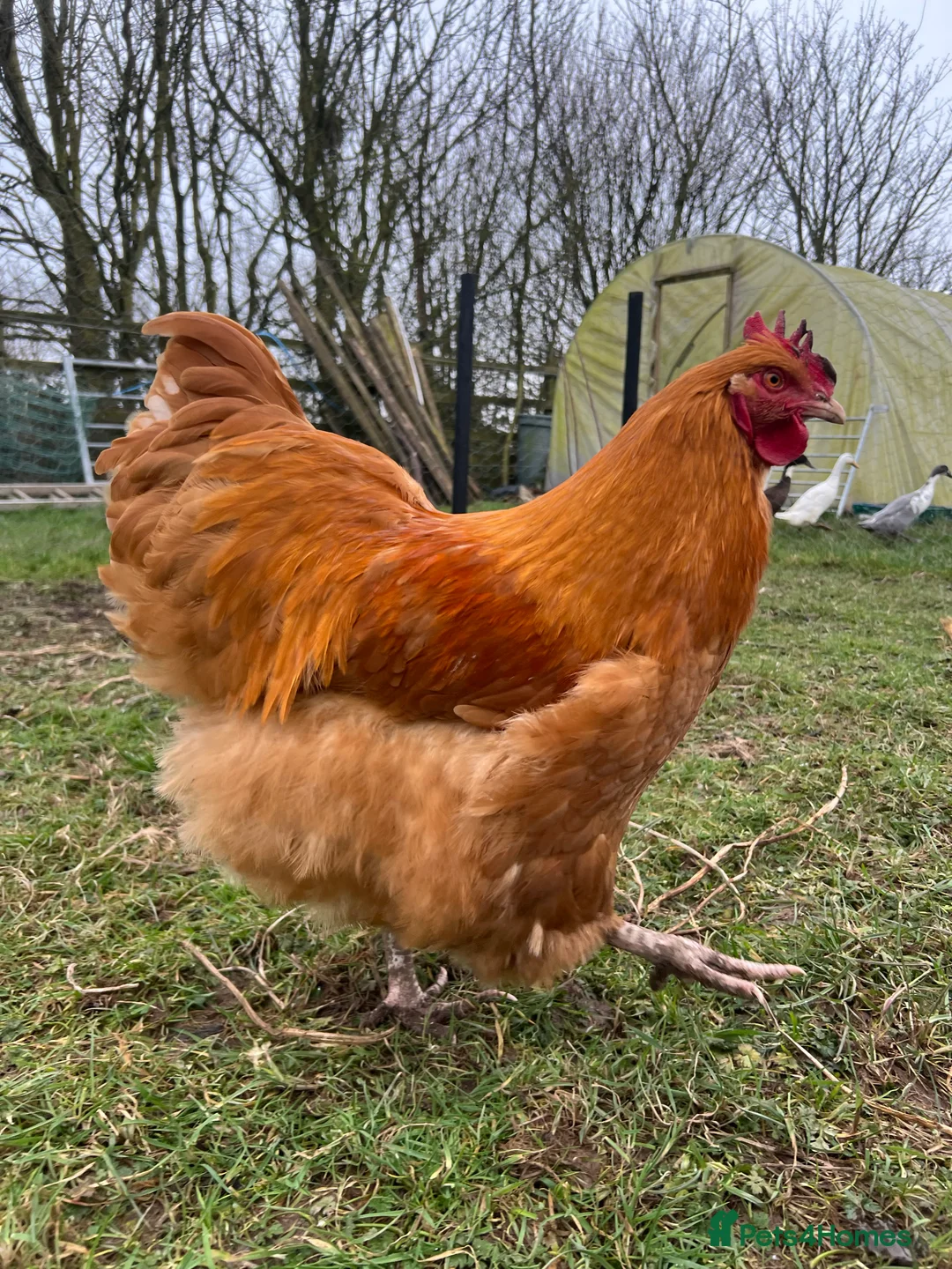 Chickens poultry for sale: Buff Orpington cockerels  in Dalton-in-Furness - Advert 4