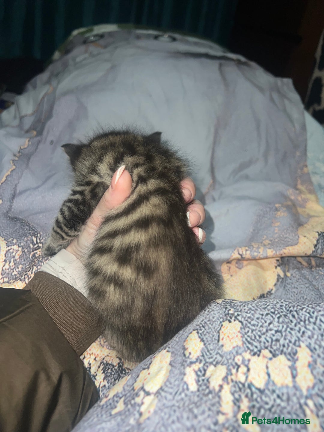 British Longhair cats for sale: 5 beautiful kittens - Advert 10