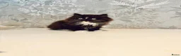Persian cats for sale: Beautiful Long-Haired Persian Kittens - PKD neg - Advert 18