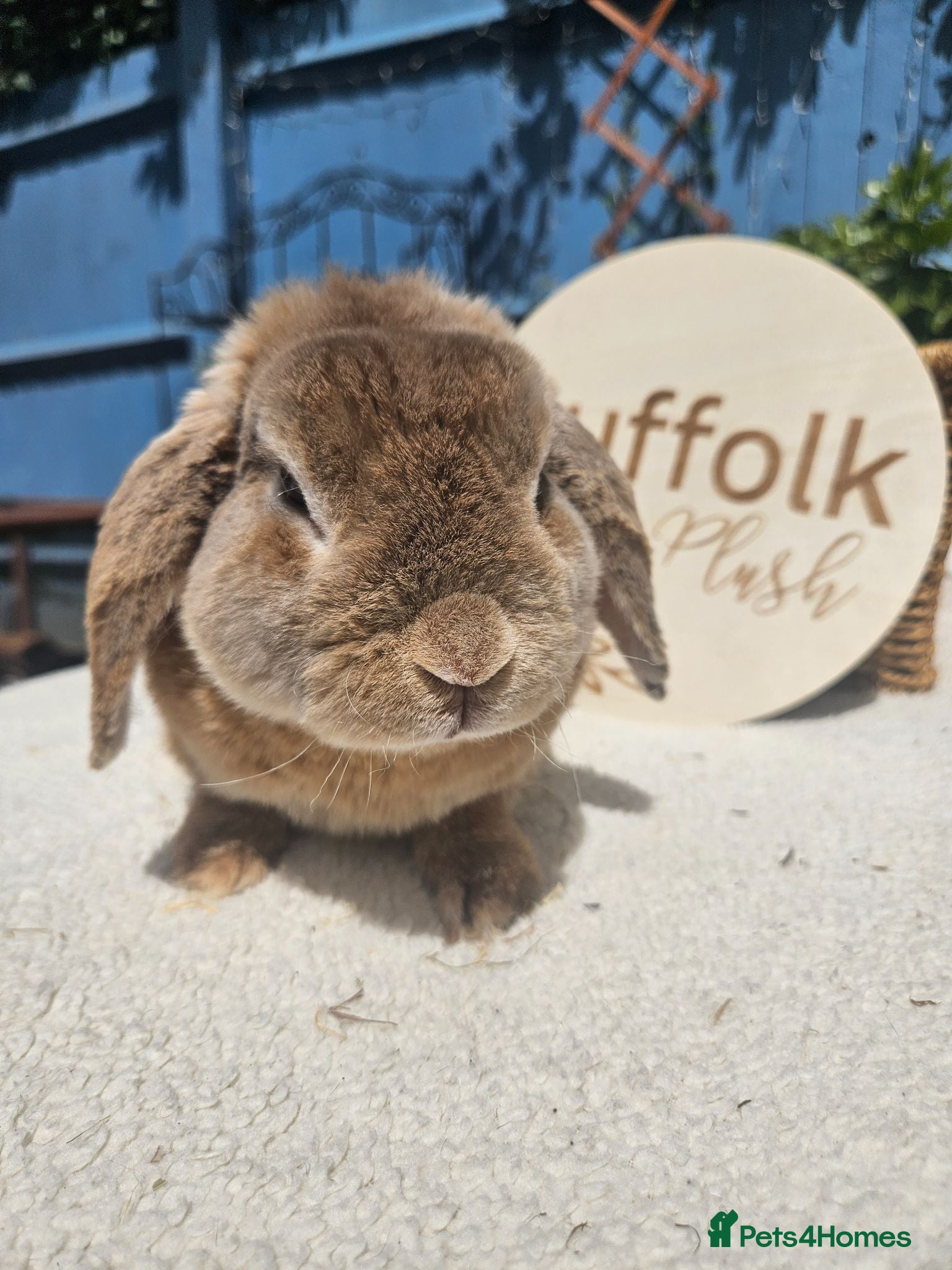 Mini Lop rabbits CLOVER Blue Fox Mini Plush Lop Buck - Advert 2
