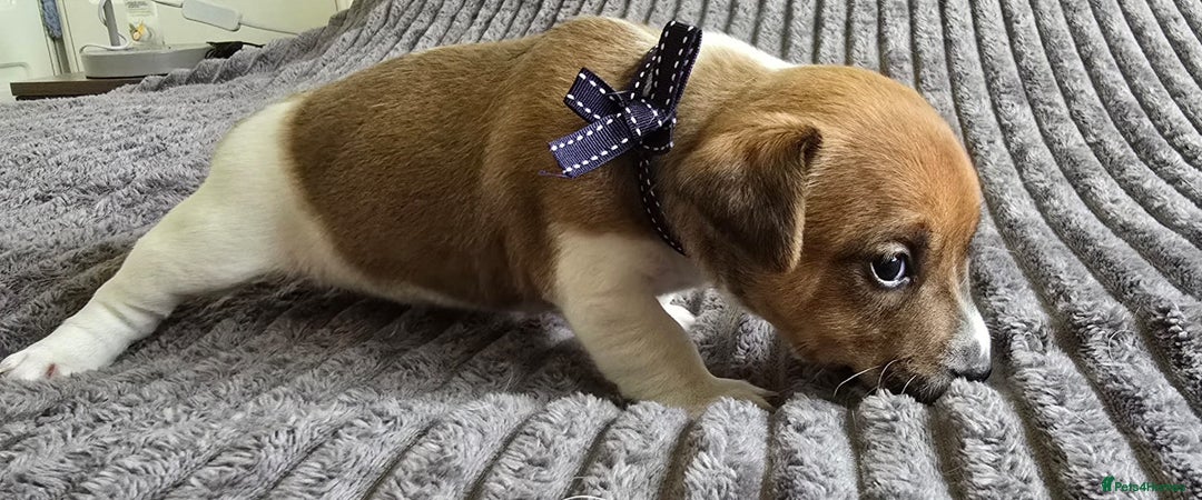 Jack Russell dogs for sale: 🐶 Jack Russell Puppies  – 4 Females & 1 Male 🐶 - Image 7