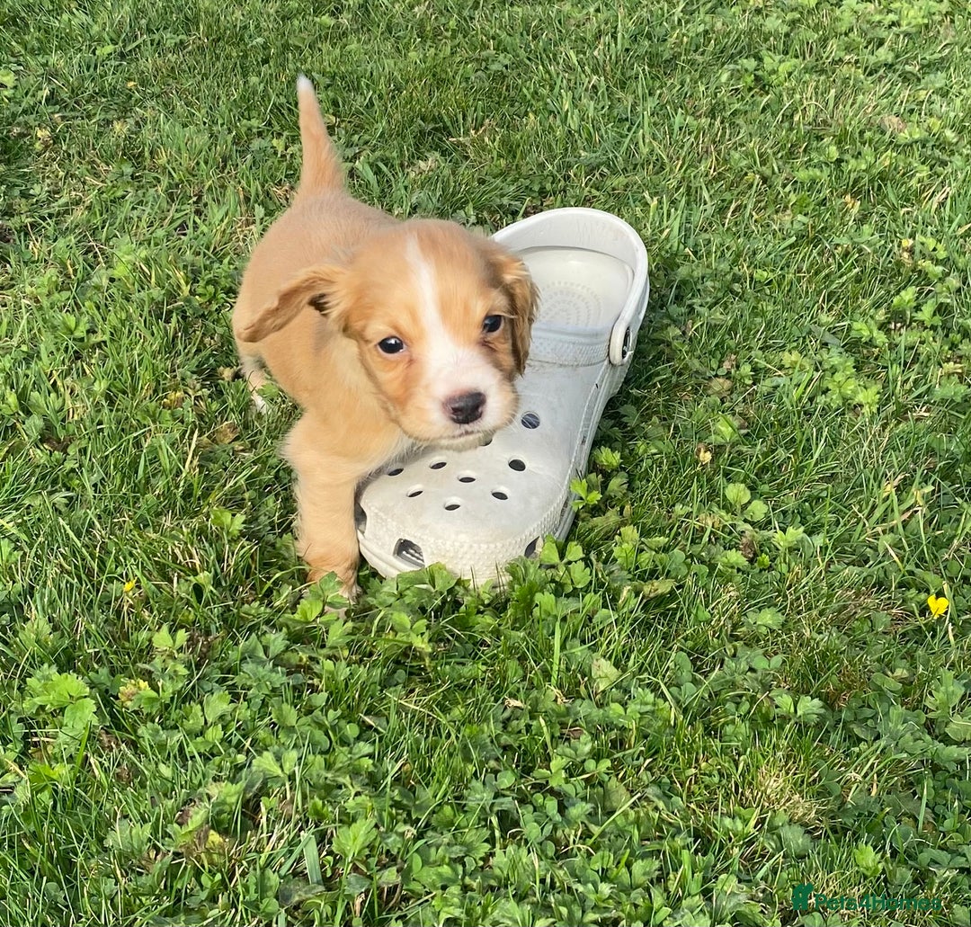 Cocker Spaniel dogs for sale: Cocker spaniel - Image 8