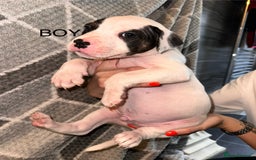 Mixed Breed dogs for sale: American bulldog X staffy 🏡 - Image 31