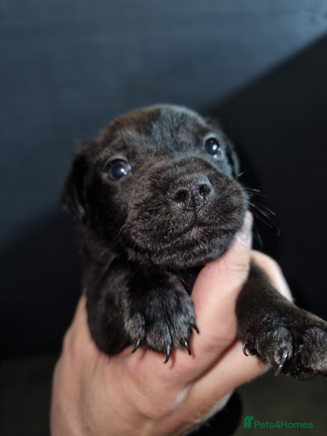 Patterdale Terrier dogs for sale: PATTERDALE PUPS FOR SALE (Nutall lines) - Image 15