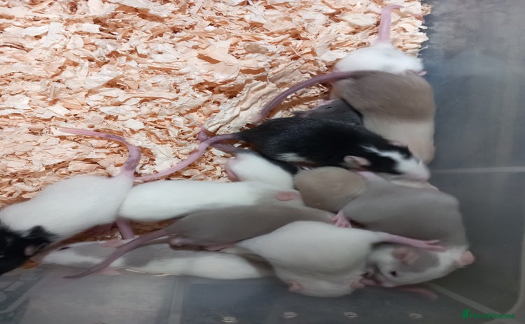 Rat rodents - Advert 1