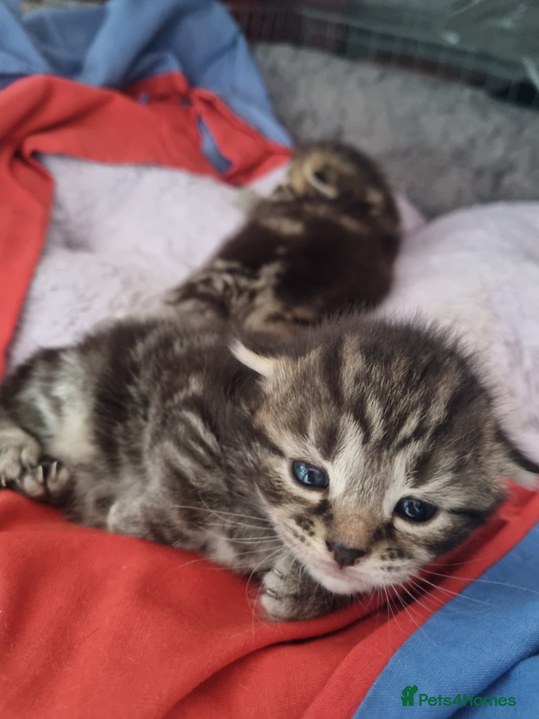Ragdoll cats for sale: Boy and girl tabby X Ragdoll - Image 10