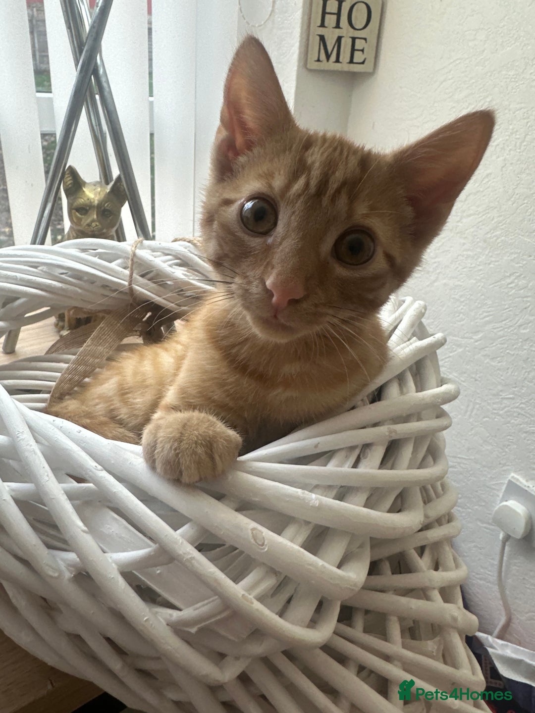 Mixed Breed cats for sale: 2 Adorable Friendly Kittens For A Forever Home - Image 3