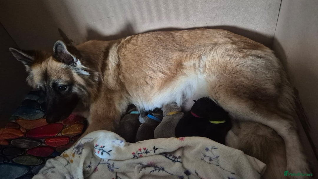 German Shepherd dogs for sale: German shepherd puppies - Image 2