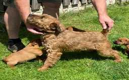Mixed Breed dogs for sale: 4 Stunning Patterdale X Lakeland Terrier puppies - Image 9