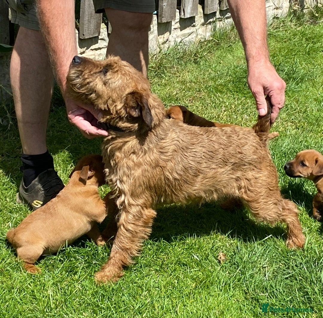 Mixed Breed dogs for sale: 4 Stunning Patterdale X Lakeland Terrier puppies - Image 9