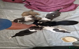 Mixed Breed dogs for sale: Fantastic 3/4 French bulldog and a 1/4 jack puppy - Image 5