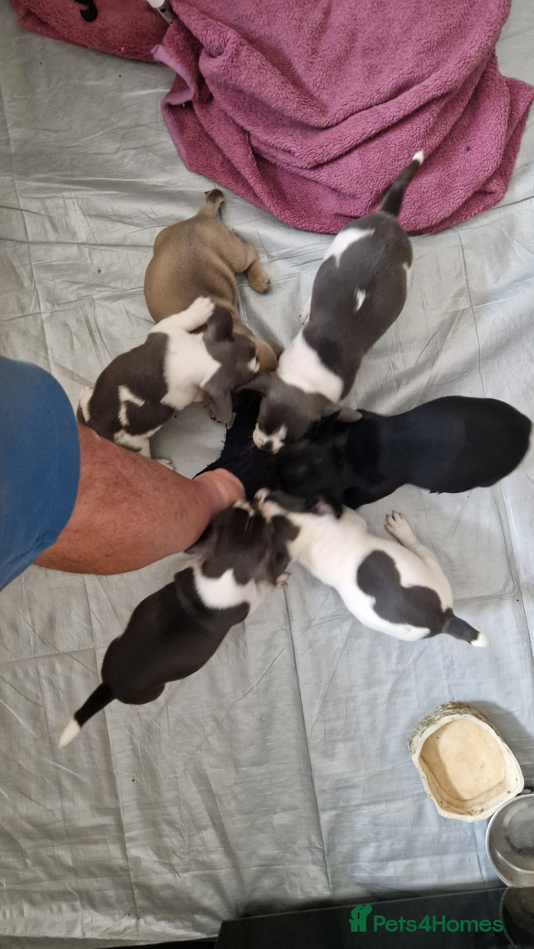Mixed Breed dogs for sale: Fantastic 3/4 French bulldog and a 1/4 jack puppy - Image 5