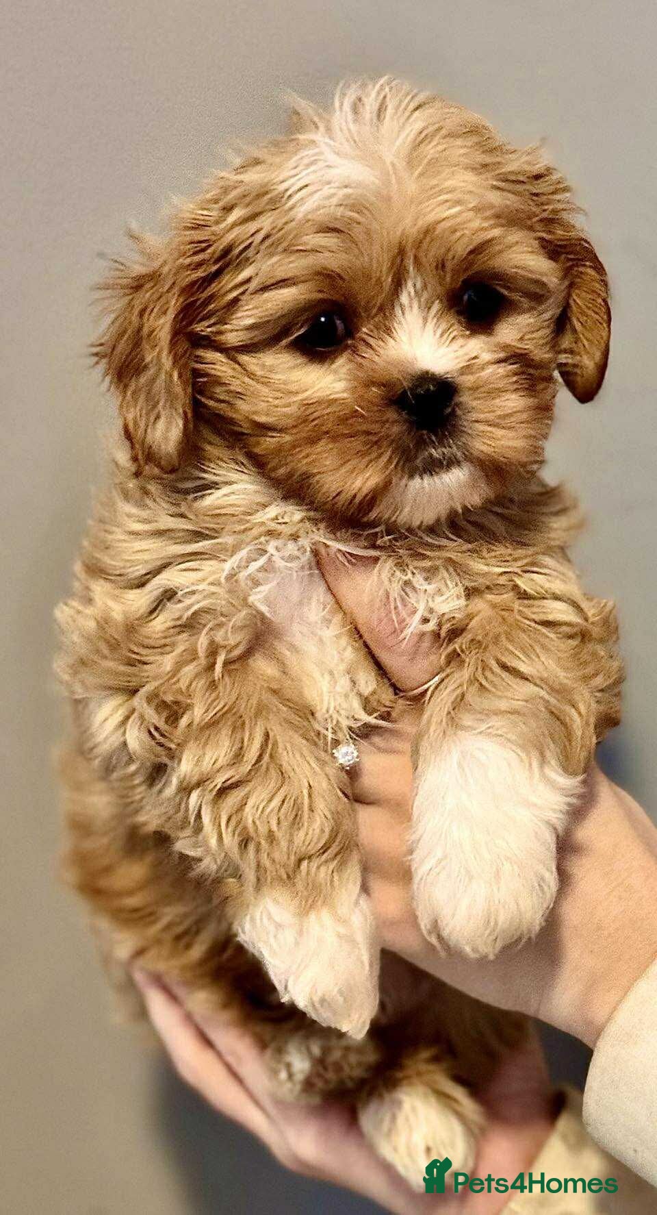 Cava Tzu dogs Absolutely amazing bundle of cuteness cava - shih - Advert 2