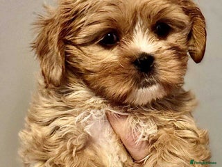 Cava Tzu dogs Absolutely amazing bundle of cuteness cava - shih - Advert 2