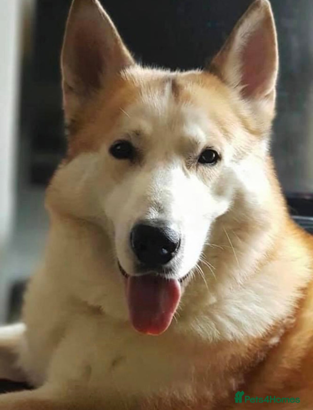 Mixed Breed dogs for sale: Malakay - Image 1