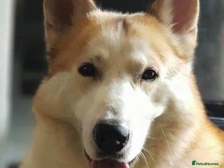 Mixed Breed dogs for sale - Advert 1