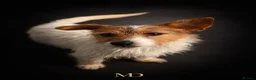 Jack Russell dogs for sale: Adorable Rough Coated Jack Russell Puppies  - Advert 7