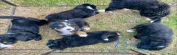 Bernese Mountain Dog dogs for sale: Bernese Mountain Dog Puppies - Advert 10