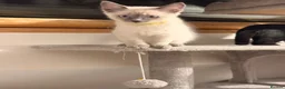 Ragamese cats for sale: Beautiful Ragamese kittens - Advert 9