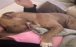 Mixed Breed dogs for sale: Bruno - American Bulldog x Staffy 1.5 years  - Advert 6