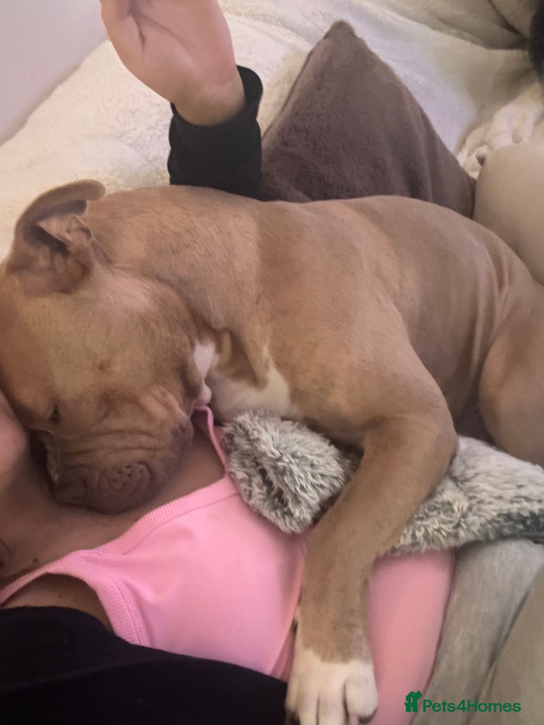 Mixed Breed dogs for sale: Bruno - American Bulldog x Staffy 1.5 years  - Advert 6