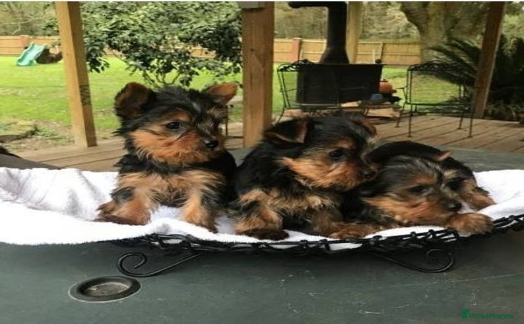 Yorkshire Terrier dogs - Advert 1