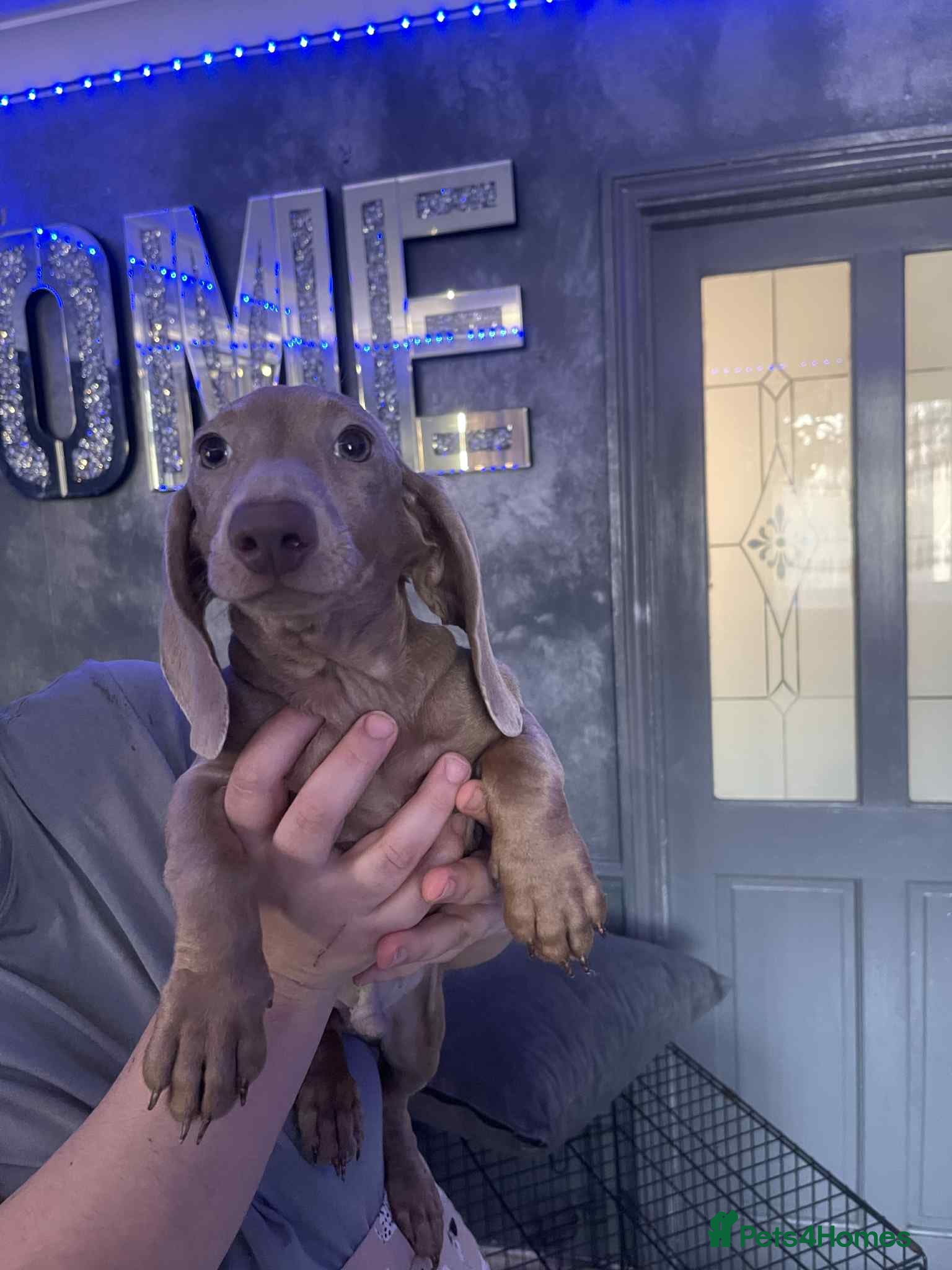 Miniature Dachshund dogs Isabelle miniature cream dachshund  - Advert 2