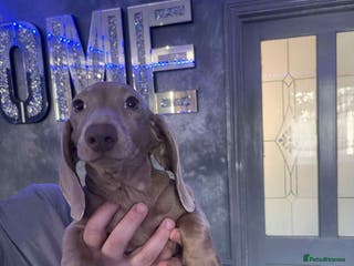 Miniature Dachshund dogs Isabelle miniature cream dachshund - Advert 2
