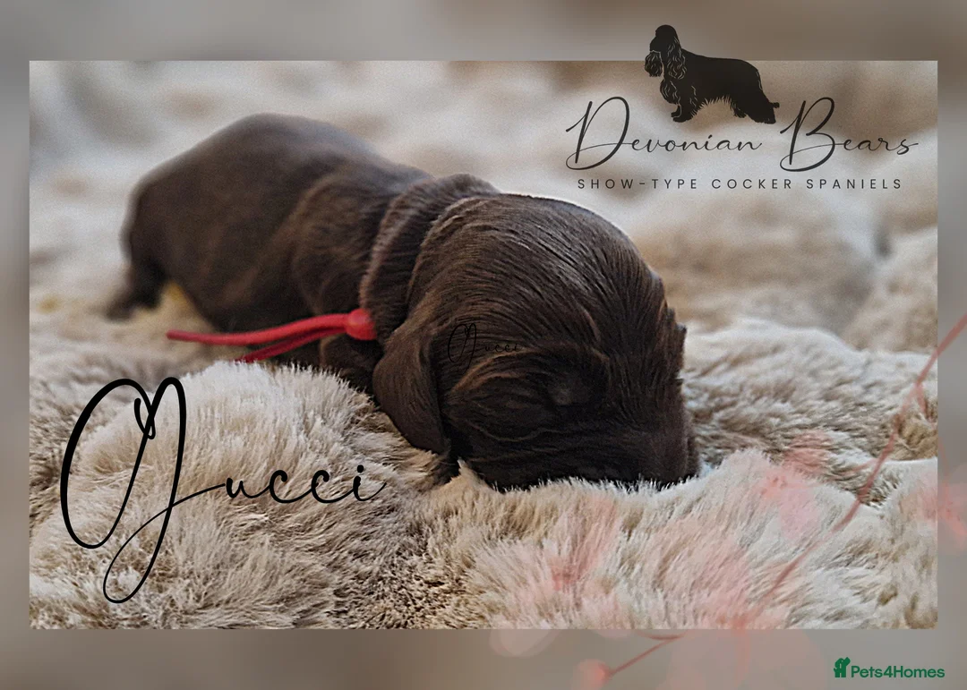 Cocker Spaniel dogs for sale: FULLY Health tested English Cocker Spaniel puppies - Advert 38