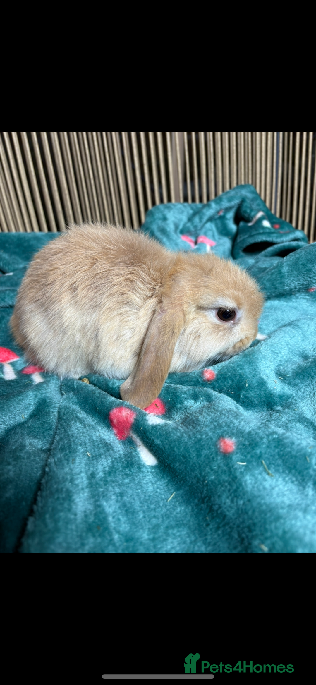 Mini Lop rabbits for sale: Beautiful Pure Bred Mini Lop Babies Available - Image 5