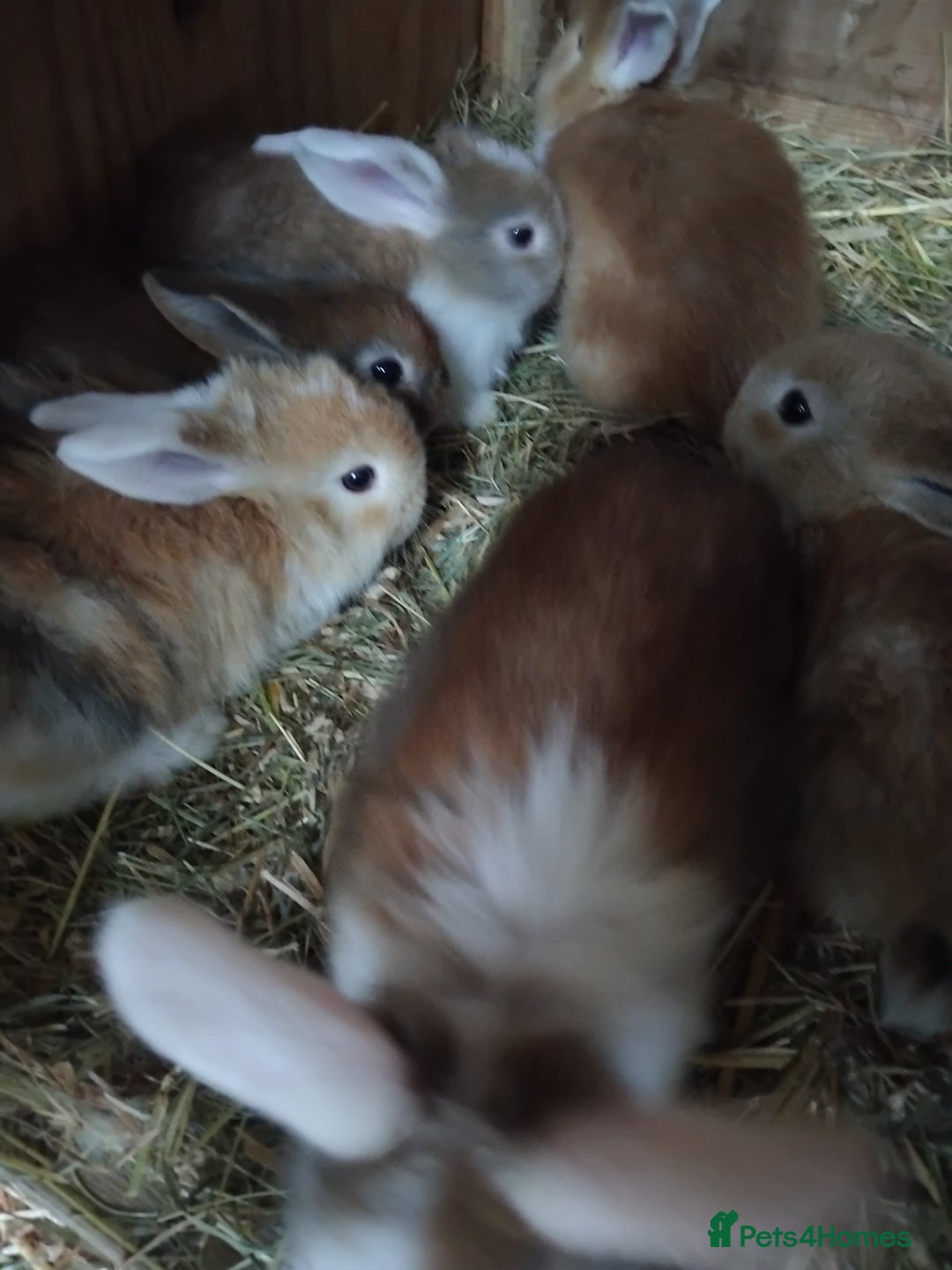Mini Lop rabbits for sale: Baby lops  - Image 5
