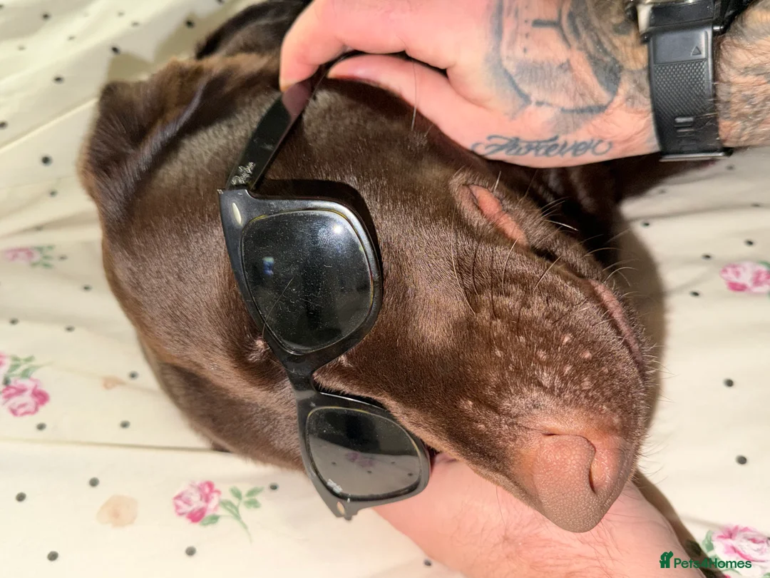 Labrador Retriever dogs for sale: Labrador for rehoming - Advert 4