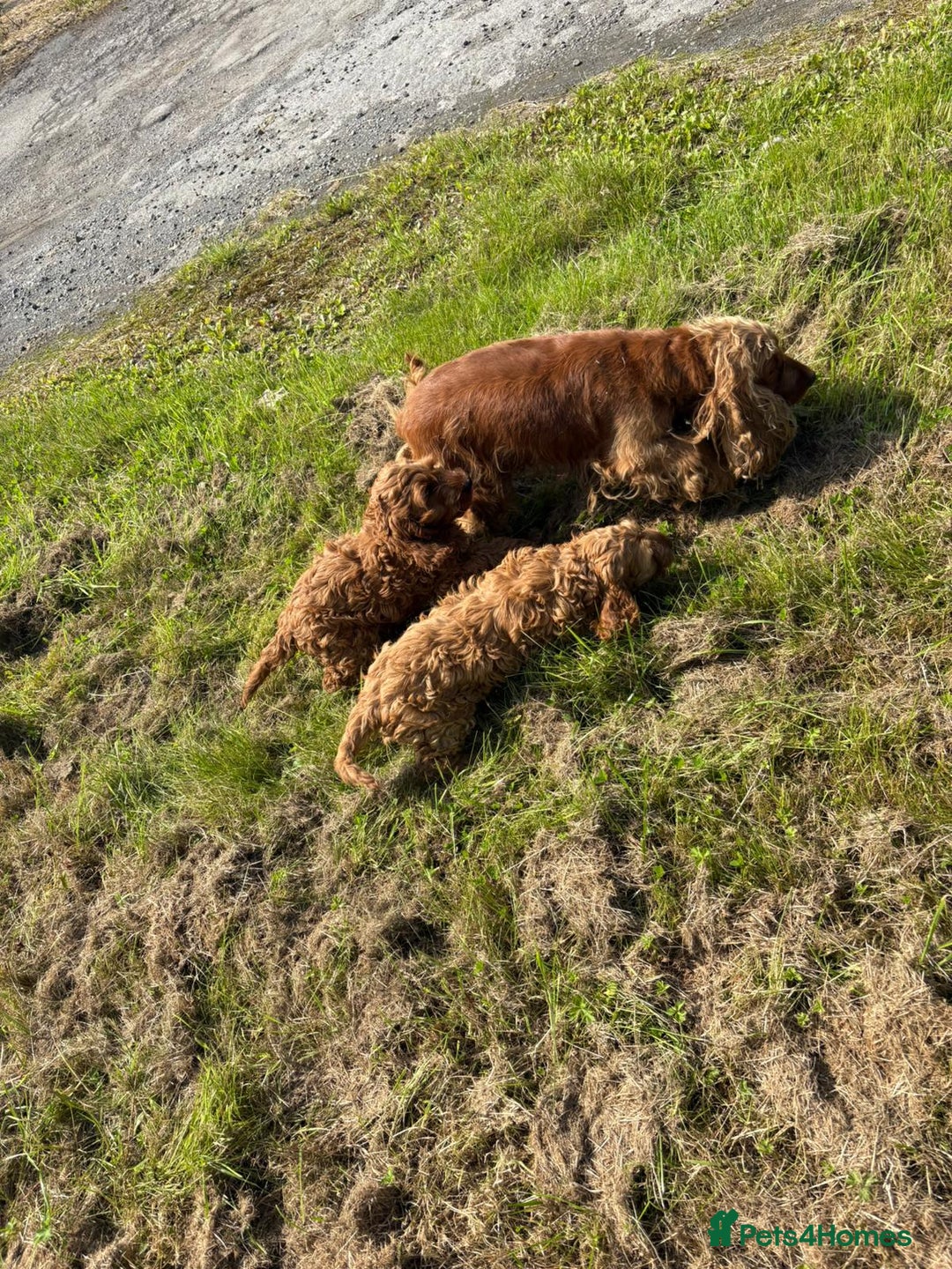 Cockapoo dogs for sale: Red Cockapoos for sale - Image 7