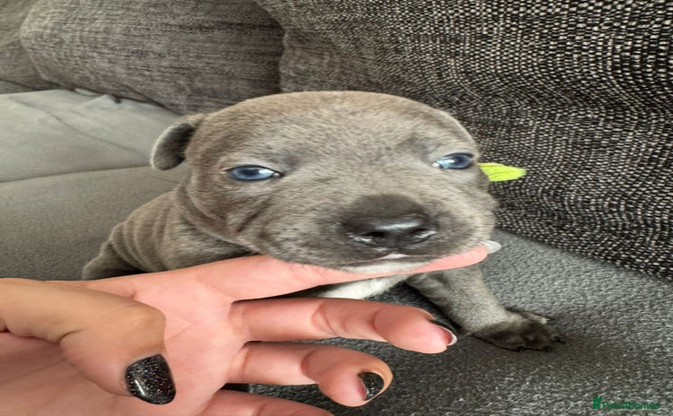 Staffordshire Bull Terrier dogs - Advert 1