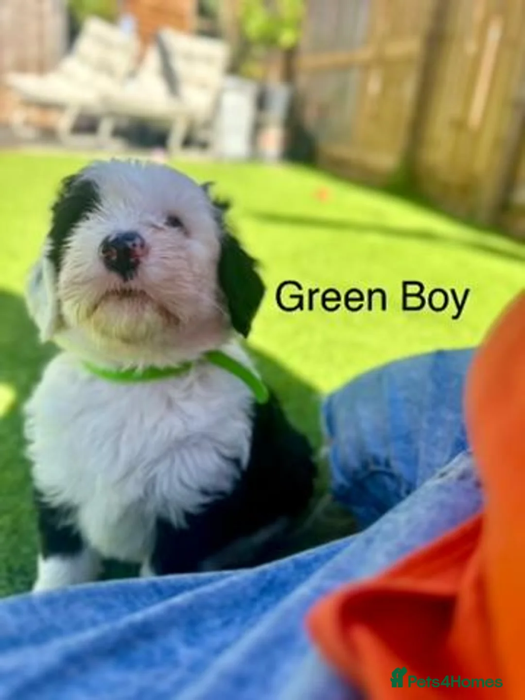 Sheepadoodle dogs for sale: Beautiful Black & White Sheepadoodles - Advert 1