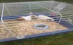 Guinea Pig rodents for sale: Guineea pigs for free - Image 1